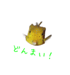 かわいいお魚スタンプ（個別スタンプ：13）