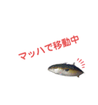 かわいいお魚スタンプ（個別スタンプ：20）