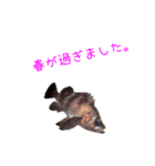 かわいいお魚スタンプ（個別スタンプ：22）