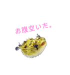 かわいいお魚スタンプ（個別スタンプ：23）