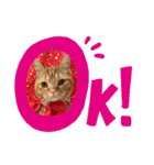 マンチカンのまっち（個別スタンプ：5）