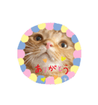 マンチカンのまっち（個別スタンプ：6）