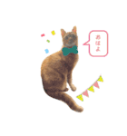 マンチカンのまっち（個別スタンプ：11）