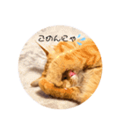 マンチカンのまっち（個別スタンプ：18）