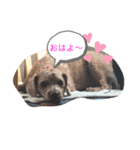 トイプのけーちゃん！！1（個別スタンプ：1）