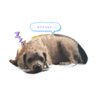 トイプのけーちゃん！！1（個別スタンプ：3）