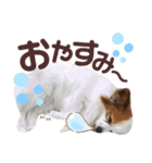 やる気のないわんこスタンプ（個別スタンプ：2）