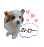 やる気のないわんこスタンプ（個別スタンプ：5）