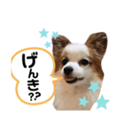 やる気のないわんこスタンプ（個別スタンプ：11）
