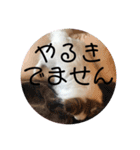 やる気のないわんこスタンプ（個別スタンプ：13）