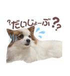 やる気のないわんこスタンプ（個別スタンプ：15）