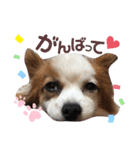やる気のないわんこスタンプ（個別スタンプ：16）