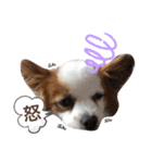 やる気のないわんこスタンプ（個別スタンプ：19）