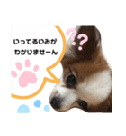やる気のないわんこスタンプ（個別スタンプ：22）