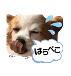 やる気のないわんこスタンプ（個別スタンプ：24）