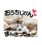 やる気のないわんこスタンプ（個別スタンプ：27）
