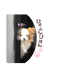 やる気のないわんこスタンプ（個別スタンプ：28）