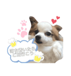 やる気のないわんこスタンプ（個別スタンプ：29）