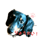 ダックスらぶのスタンプ  DachshundSticker（個別スタンプ：1）