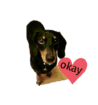 ダックスらぶのスタンプ  DachshundSticker（個別スタンプ：2）