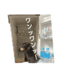ダックスらぶのスタンプ  DachshundSticker（個別スタンプ：3）
