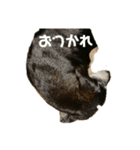 ダックスらぶのスタンプ  DachshundSticker（個別スタンプ：4）