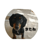 ダックスらぶのスタンプ  DachshundSticker（個別スタンプ：5）