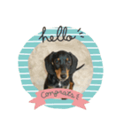 ダックスらぶのスタンプ  DachshundSticker（個別スタンプ：6）