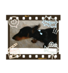 ダックスらぶのスタンプ  DachshundSticker（個別スタンプ：7）