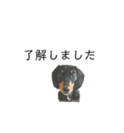 ダックスらぶのスタンプ  DachshundSticker（個別スタンプ：10）