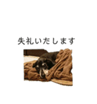 ダックスらぶのスタンプ  DachshundSticker（個別スタンプ：14）