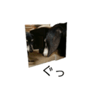 ダックスらぶのスタンプ  DachshundSticker（個別スタンプ：15）