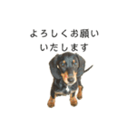 ダックスらぶのスタンプ  DachshundSticker（個別スタンプ：16）