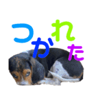 ウルくん第2弾（個別スタンプ：12）