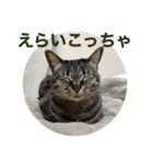 大福ってかわいい（個別スタンプ：4）