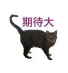 大福ってかわいい（個別スタンプ：10）