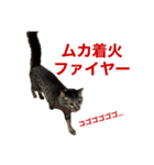 大福ってかわいい（個別スタンプ：20）