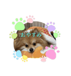 ポメラニアン観察日記シリーズ2（個別スタンプ：1）