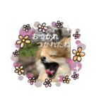 ポメラニアン観察日記シリーズ2（個別スタンプ：2）