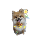 ポメラニアン観察日記シリーズ2（個別スタンプ：3）
