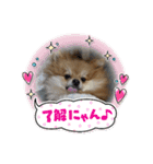 ポメラニアン観察日記シリーズ2（個別スタンプ：7）
