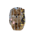 ポメラニアン観察日記シリーズ2（個別スタンプ：8）
