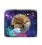 ポメラニアン観察日記シリーズ2（個別スタンプ：13）