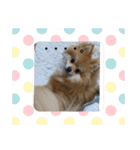 ポメラニアン観察日記シリーズ2（個別スタンプ：24）