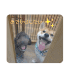 我が家みかんと時々長男(クレバー)（個別スタンプ：23）