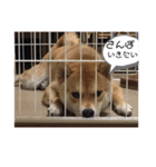 我が家みかんと時々長男(クレバー)（個別スタンプ：24）