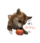 我が家みかんと時々長男(クレバー)（個別スタンプ：28）