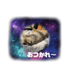 KOTA。（個別スタンプ：1）