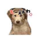 さらちゃんのスタ（個別スタンプ：2）
