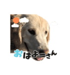 さらちゃんのスタ（個別スタンプ：4）